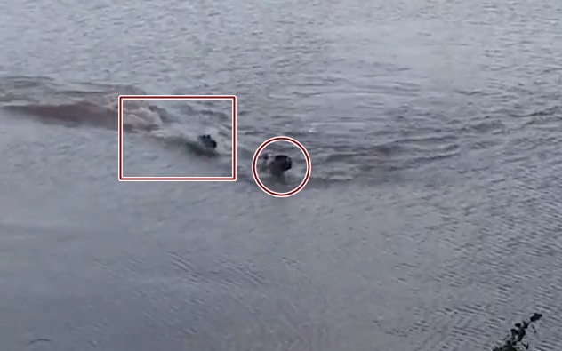 Video: Người đàn ông bị cá sấu rượt đuổi và ngoạm vào tay khi bơi trong hồ ở Brazil